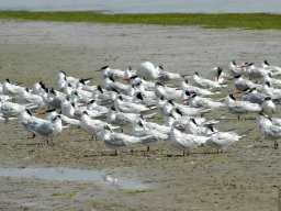 USA_Mexico2006-2007-037